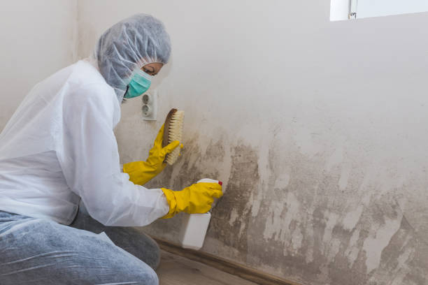 Best Toxic Mold Removal  in Plainview, NY