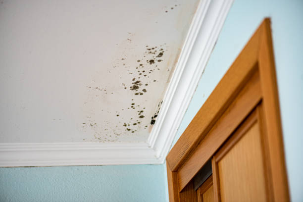 Best Attic Mold Removal  in Plainview, NY