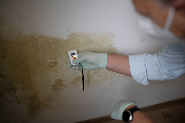 Best Mold Damage Repair  in Plainview, NY