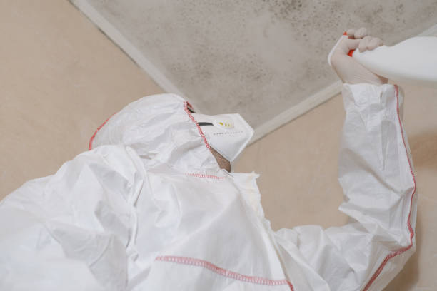 Best Attic Mold Removal  in Plainview, NY